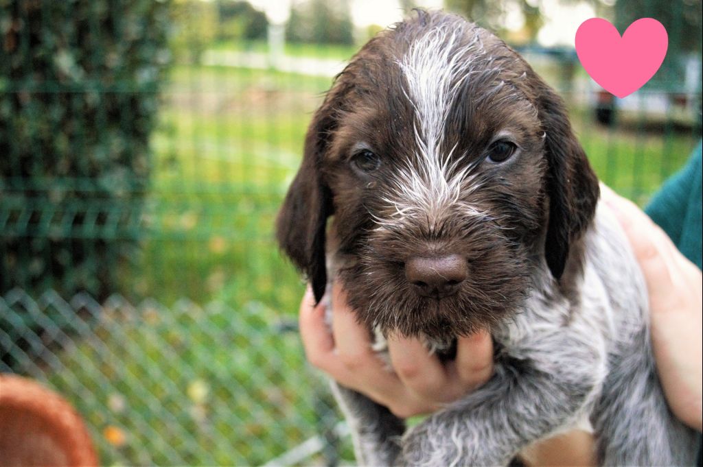 Du Mont Du Rossignol - Chiots disponibles - Griffon d'arrêt à poil dur Korthals