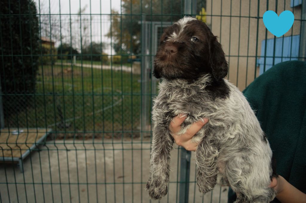 Du Mont Du Rossignol - Chiots disponibles - Griffon d'arrêt à poil dur Korthals